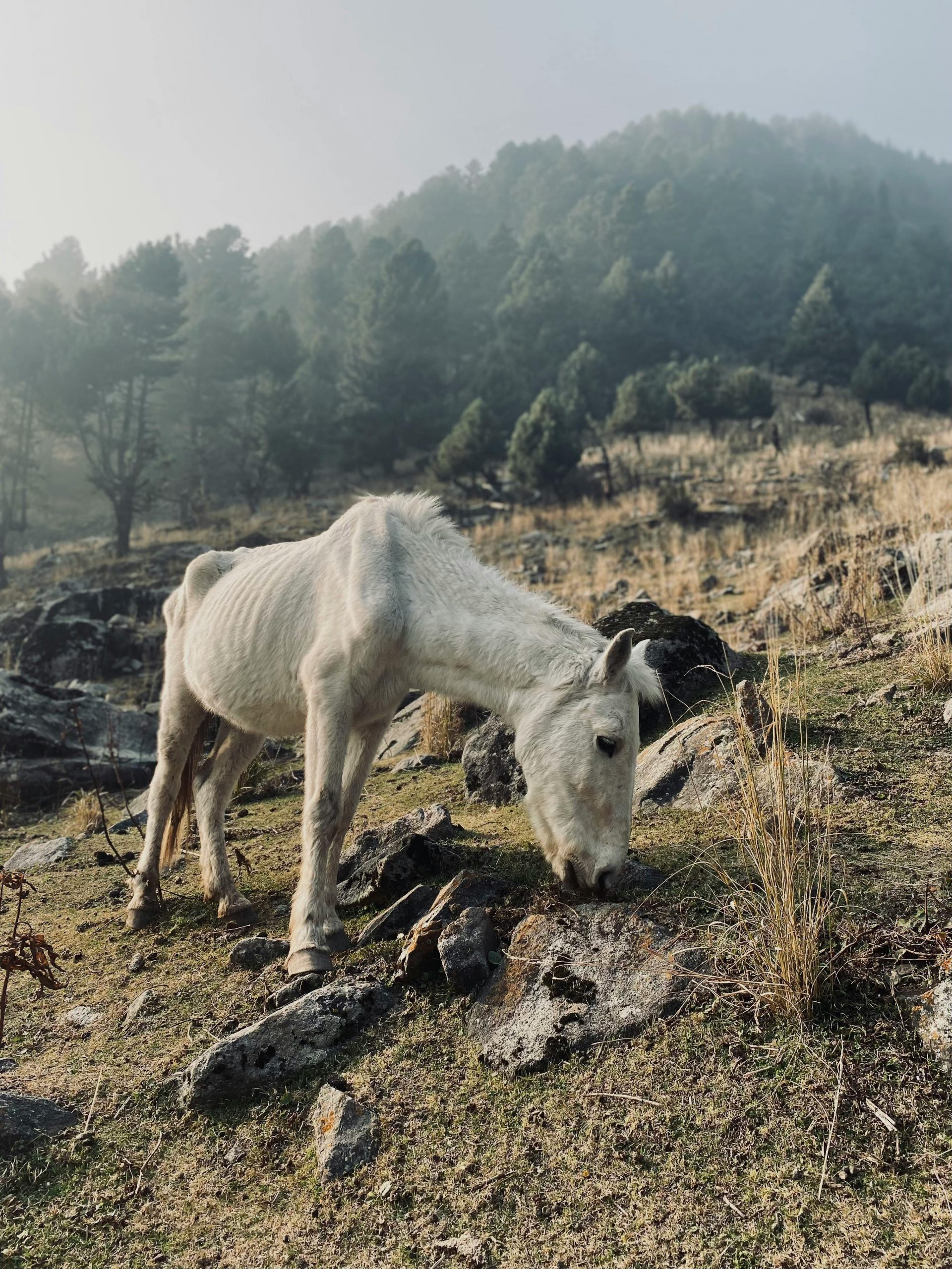 pexels-ovais-ibn-farooq-454781010-19296552